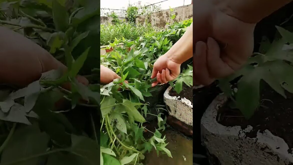 I growing garden and vegetable by MeiMei #shorts #garden #vegetable I growing garden and vegetable by MeiMei #shorts #garden #vegetable