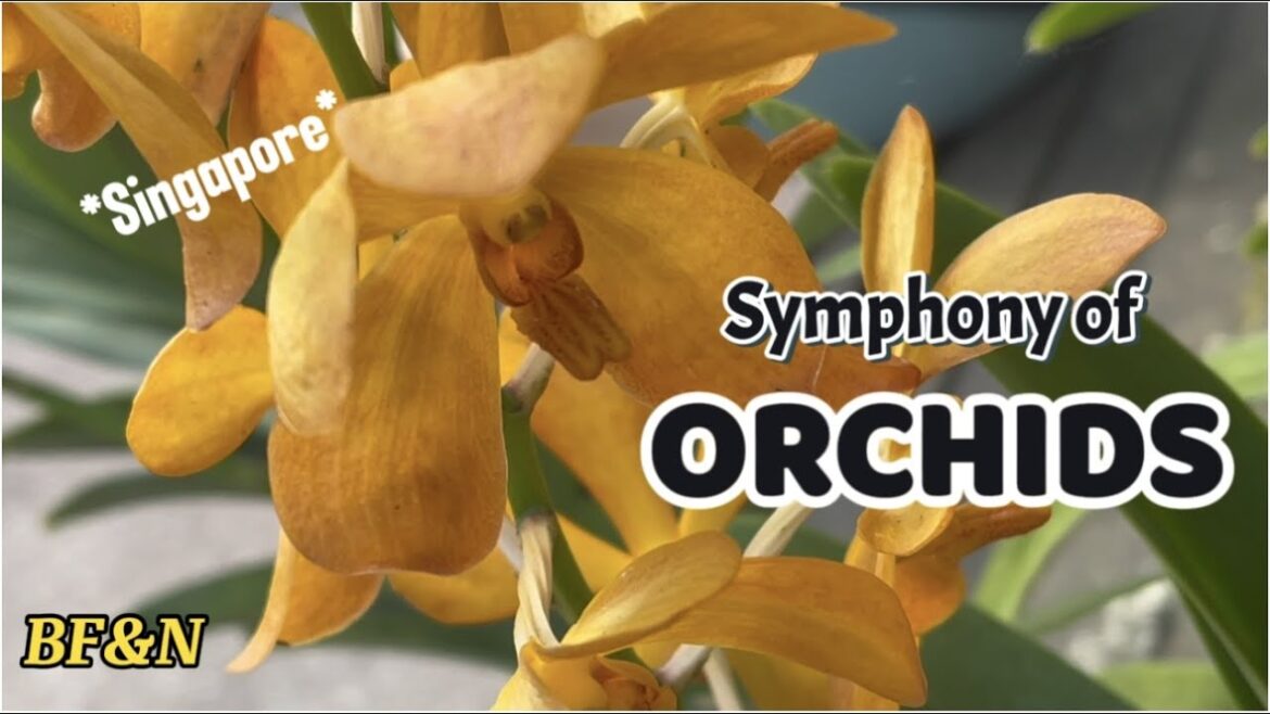 A Symphony of Orchids: National Orchid Garden, Singapore #beautiful #flowers #garden #nature #video A Symphony of Orchids: National Orchid Garden, Singapore #beautiful #flowers #garden #nature #video