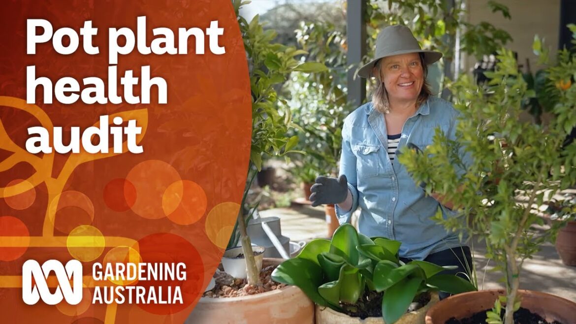 Why you should be regularly checking on your pot plants | Gardening 101 | Gardening Australia