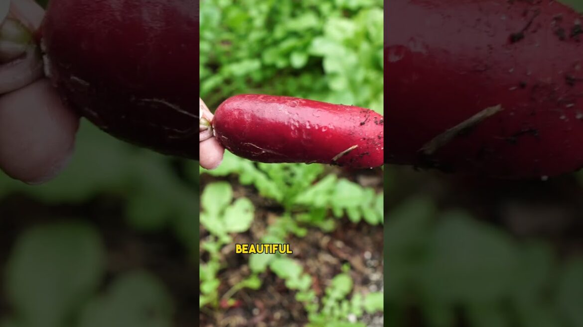 December Garden Tour in California! 🌱❄️ Part 1 #Shorts