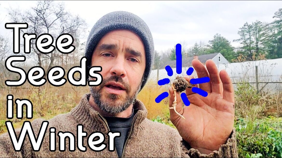 Planting Tree Seeds in Winter!?!