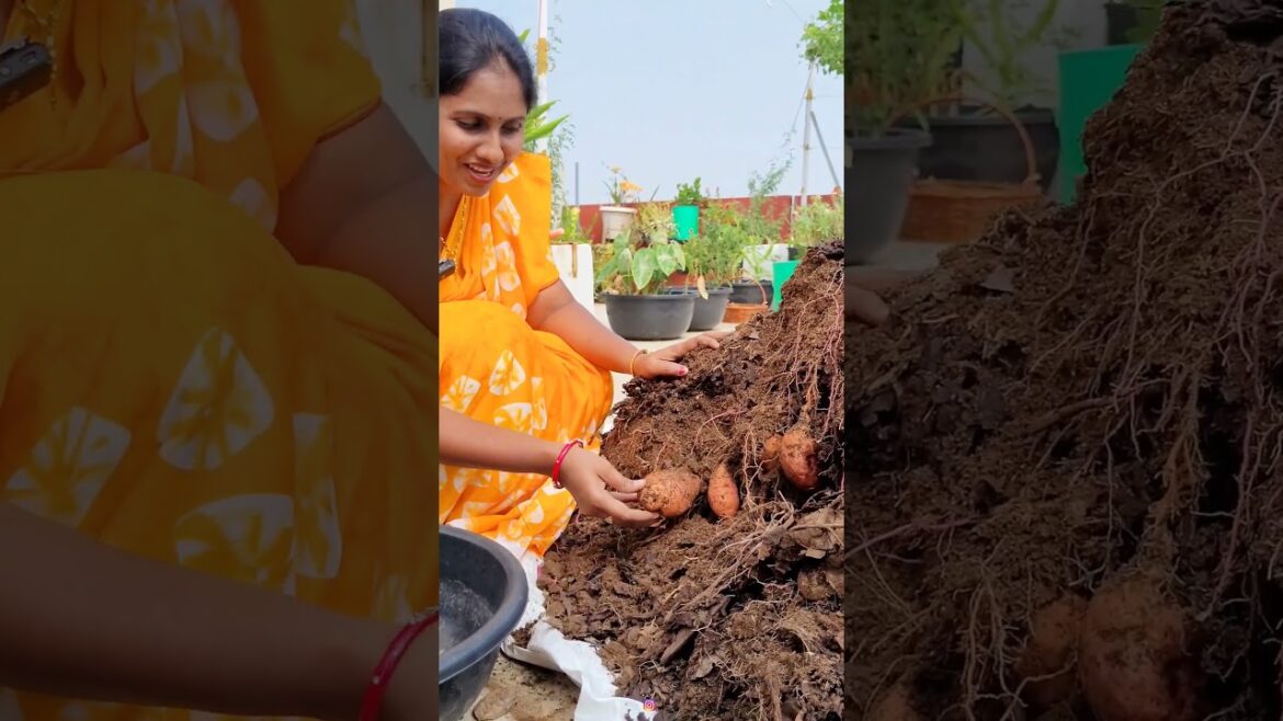#shorts sweet potatoes π #gardening @eetharamillalu #shorts sweet potatoes π #gardening @eetharamillalu