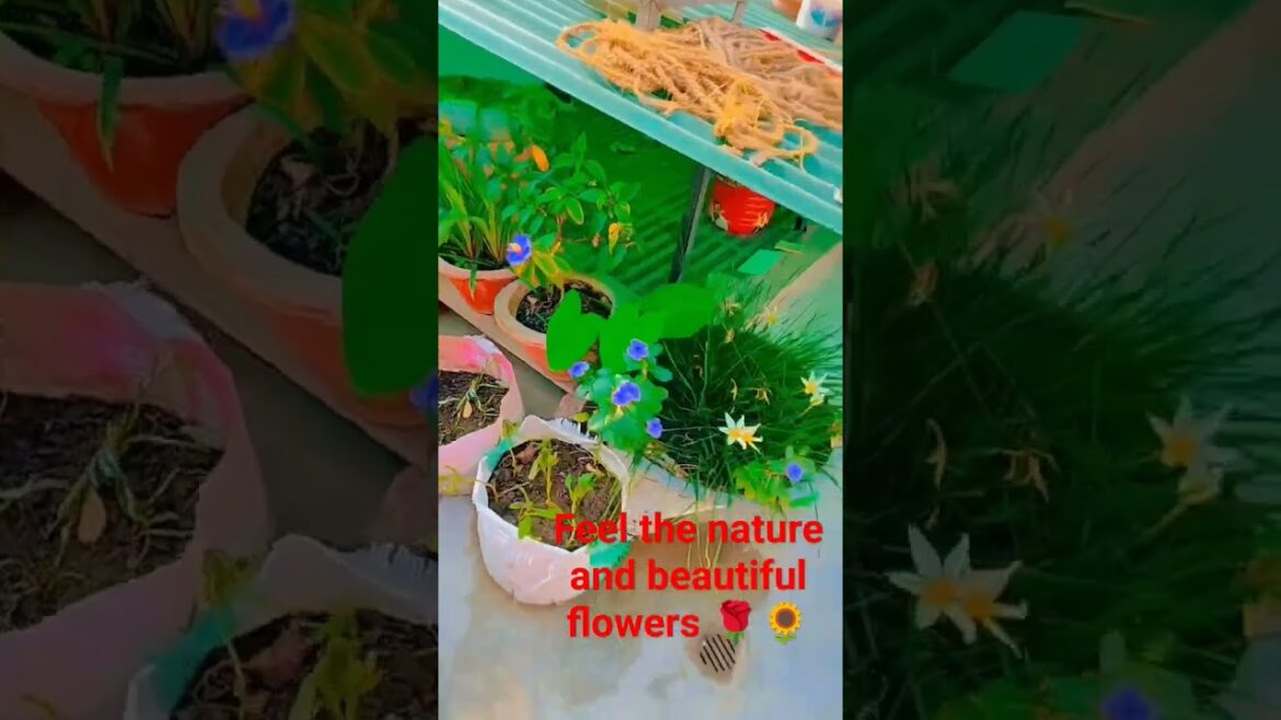 #beautiful #terrace_garden  #garden #short #ytshorts #vlog  nature 🌹🌻