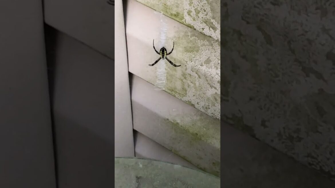 A Spider Surprise | #ediblegarden #gardening