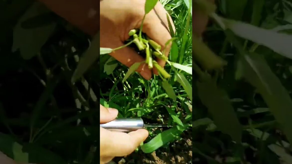 I growing garden and vegetable by MeiMei #shorts #garden #vegetable I growing garden and vegetable by MeiMei #shorts #garden #vegetable