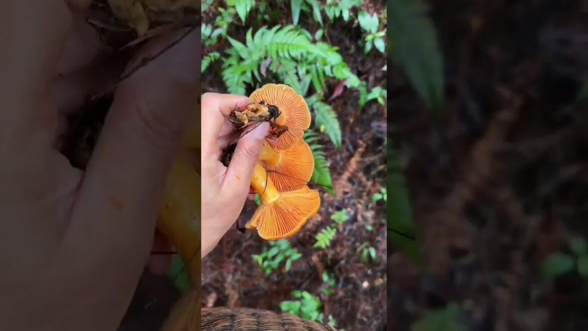 You Must Sow These Seeds in your gardening | tips to growing vegetables