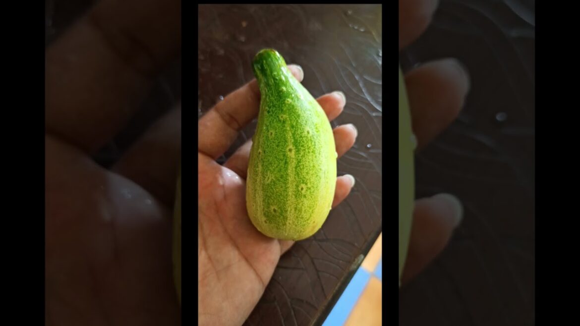 Terrance vegetable gardening. #shortvideo #shortsfeed #shorts #viralshorts #005