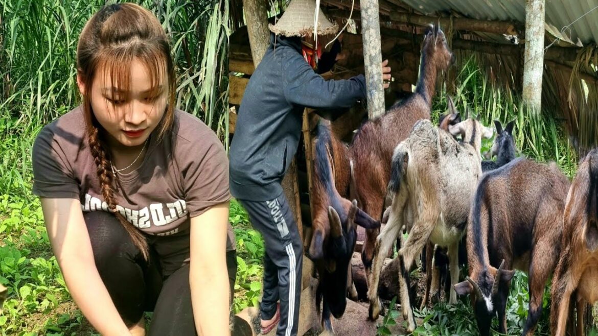 The process of organic gardening and harvesting vegetables to sell - There are bad guys breaking in