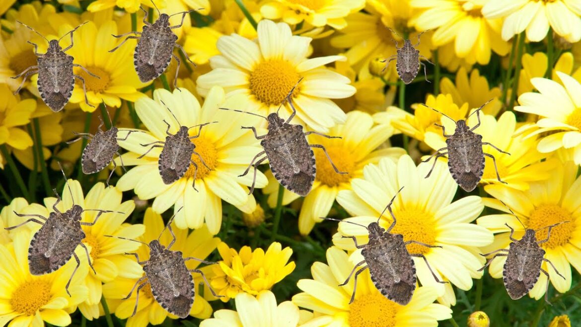 How to Get Rid of Stink Bugs – The Grumpy Gardener How to Get Rid of Stink Bugs - The Grumpy Gardener