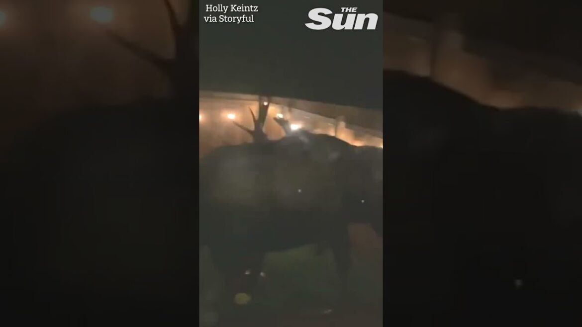 Moose fight destroys homeowner's garden