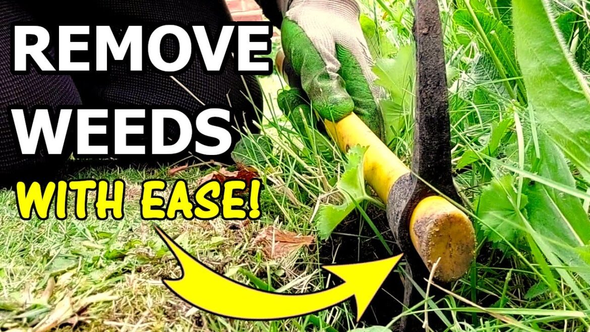 Best Weed Removal Tool - Gardening Tools 2023