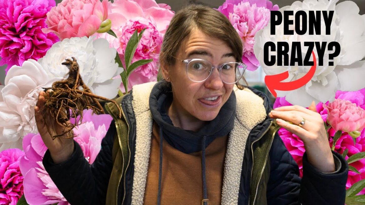 $10,000 Peony Unboxing