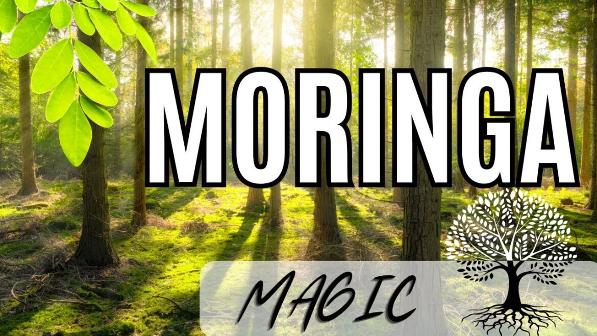 Moringa Magic: The Superfood Tree