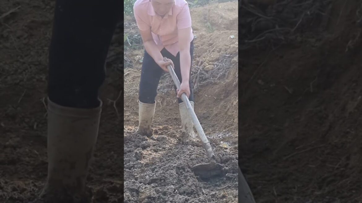 The girl's journey to build a new life. vegetable gardening