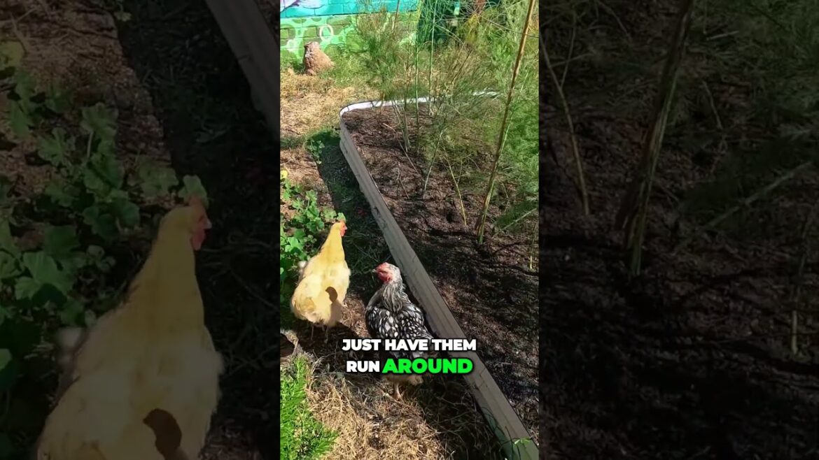 Experience Peace and Productivity with Chickens in Your Backyard #garden