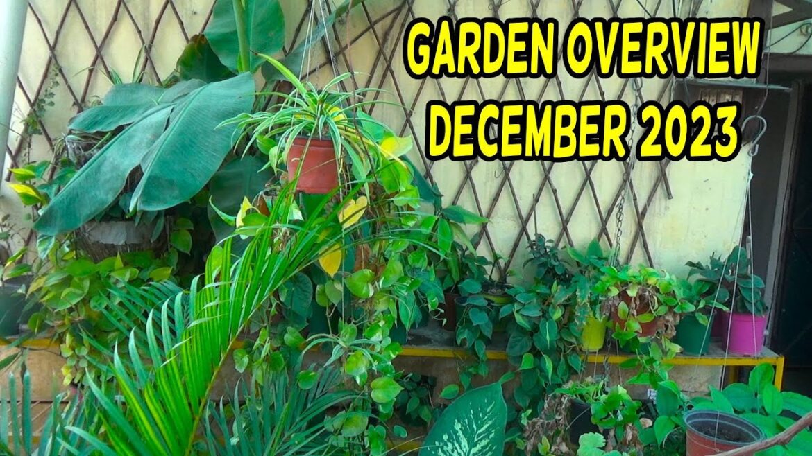 Roof Garden overview December 2023 | My rose plants | My vegetable Garden | Kitchen Gardening Roof Garden overview December 2023 | My rose plants | My vegetable Garden | Kitchen Gardening