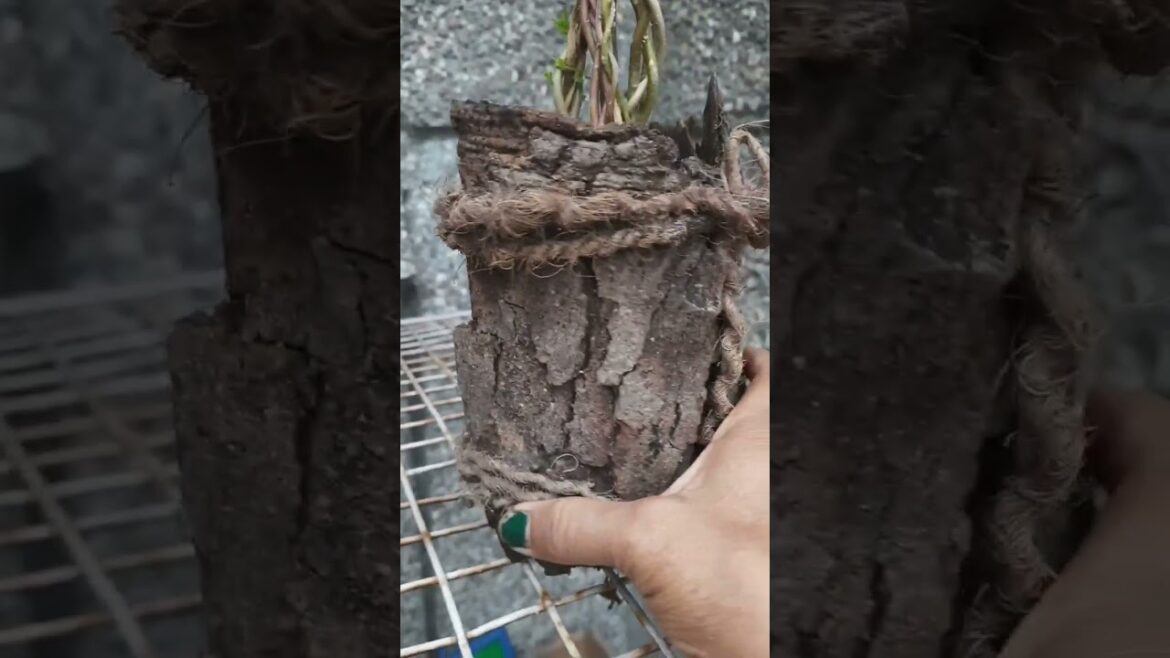 Portulaca plant design🪴🌿🌱 #youtubeshorts #gardendesign #shorts #barkplanter #gardening