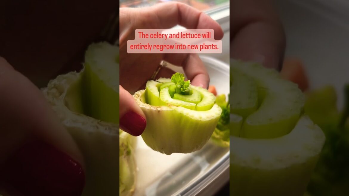 Home Gardening Tips – Cut Your Grocery Bill In HALF, Regrow Your Kitchen Scraps! Home Gardening Tips - Cut Your Grocery Bill In HALF, Regrow Your Kitchen Scraps!