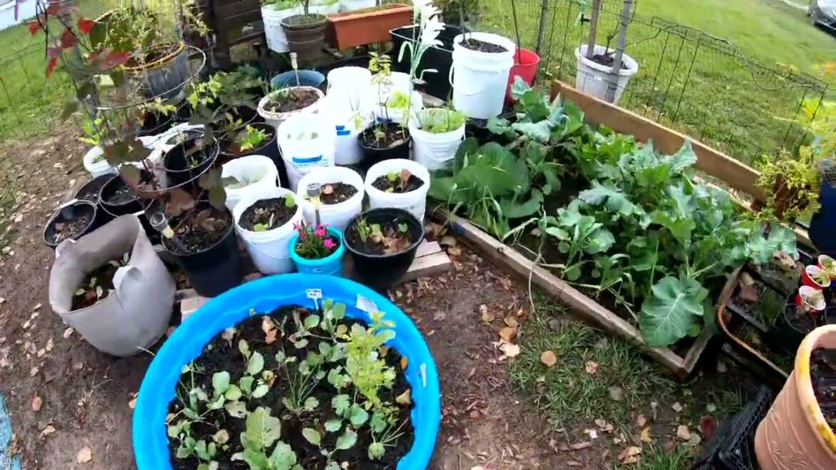 Let's walk the Garden & Make plans