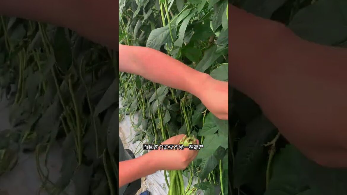 My growing garden and vegetable #shorts #garden #vegetable My growing garden and vegetable #shorts #garden #vegetable