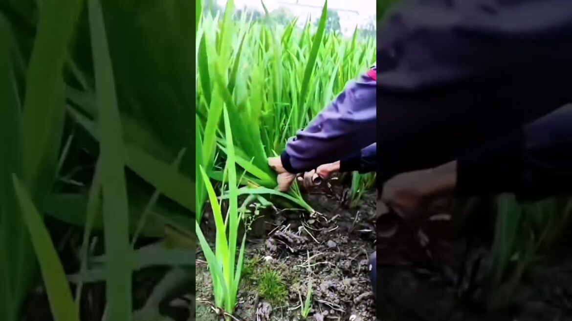 I  growing garden and vegetable by MeiMei  #shorts #garden #vegetable