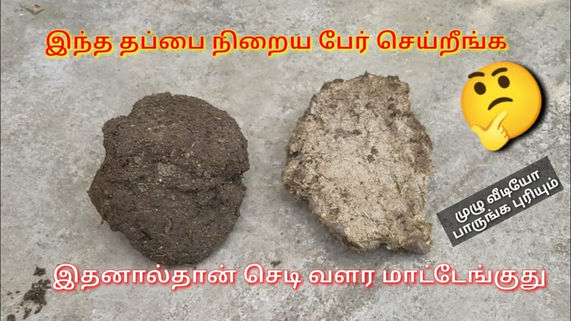 இது தெரியாம செடிகள் வளர்க்காதீர்கள்  terrace garden tips #maadithottam #garden