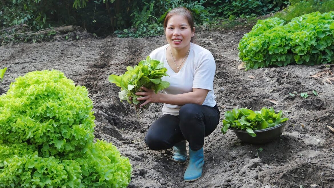 How to  - Gardening Process  - Grow Vegetables & cabbage