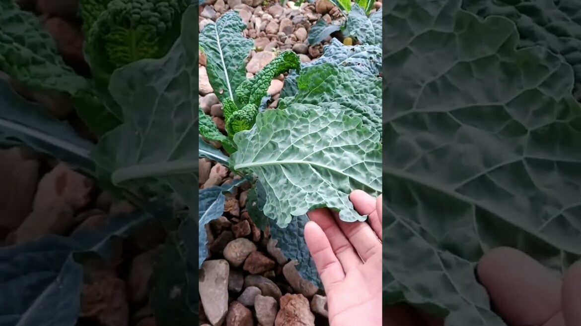 You Must Sow These Seeds in your gardening | tips to growing vegetables