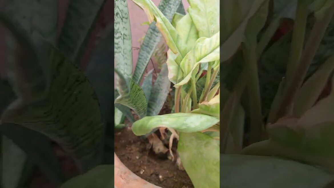 #mixplant #terracegardening #containergardening #budgetgardening #rooftopgarden