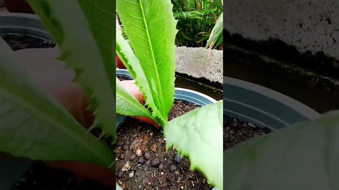I growing garden and vegetable by MeiMei #shorts #garden #vegetable I growing garden and vegetable by MeiMei #shorts #garden #vegetable
