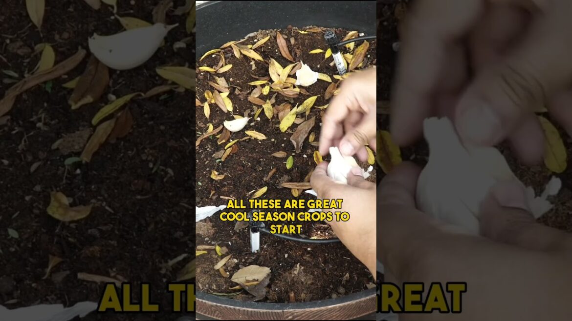 Garlic Growing Made Simple! 🌱🧄 #Shorts