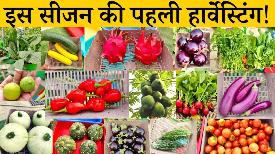 From Farm to Table: Witness the First Winter Vegetable Harvest in India in My Terrace Garden From Farm to Table: Witness the First Winter Vegetable Harvest in India in My Terrace Garden