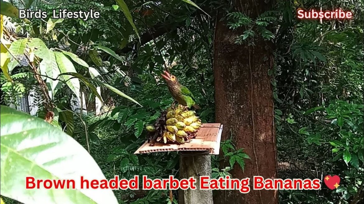 Green Parrot Eating Ripe Bananas 💖 Feed Animals 🦜