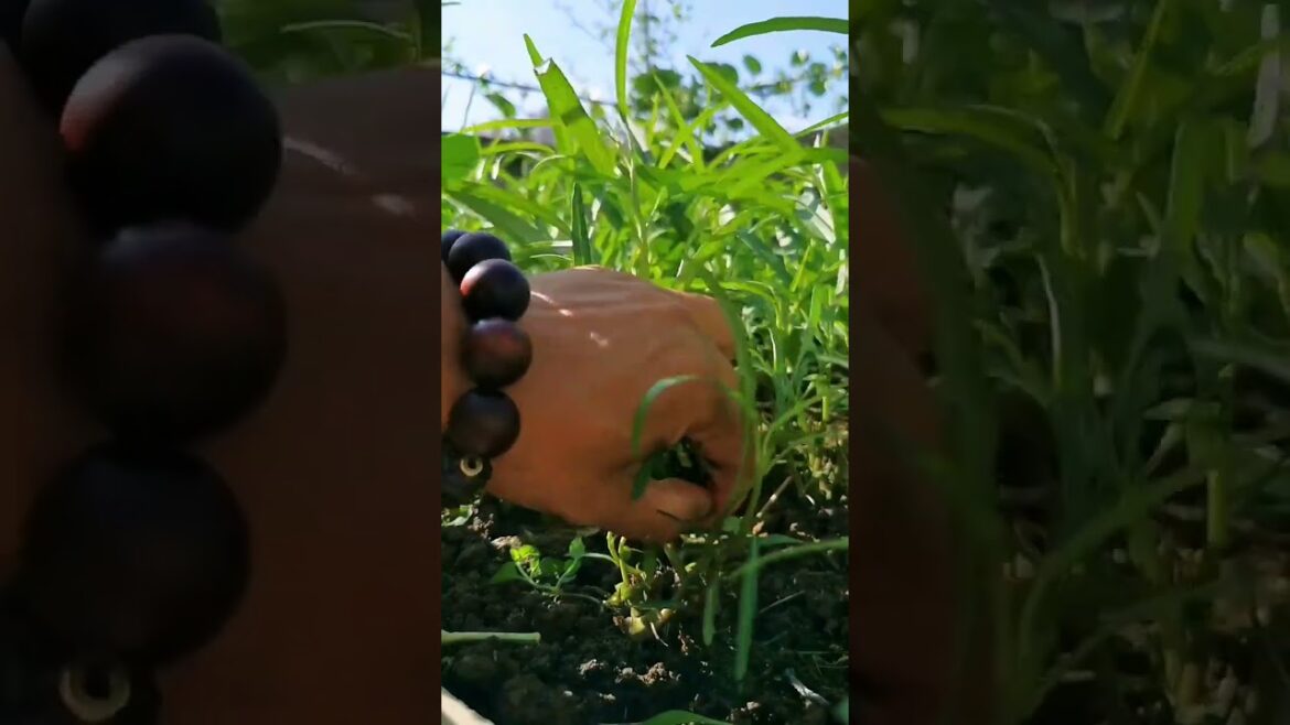 I growing garden and vegetable by MeiMei #shorts #garden #vegetable I growing garden and vegetable by MeiMei #shorts #garden #vegetable