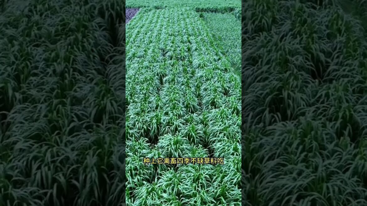My growing garden and vegetable #shorts #garden #vegetable My growing garden and vegetable #shorts #garden #vegetable