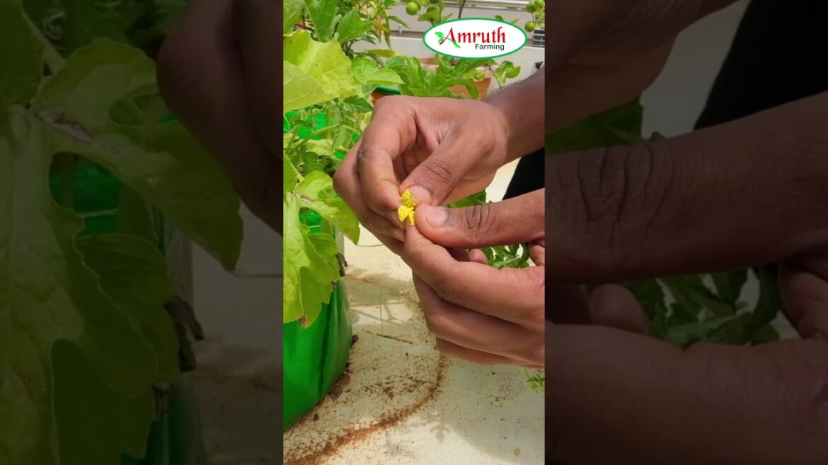 The Shocking Home Garden of a 19-Year-Old in Tumkur #homegardens The Shocking Home Garden of a 19-Year-Old in Tumkur #homegardens