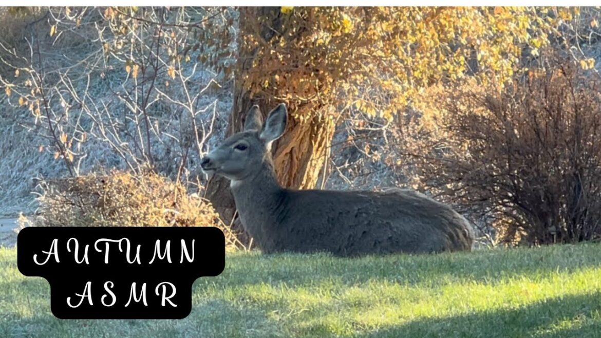 Caught on Camera: What The Deer Did in my Front Yard