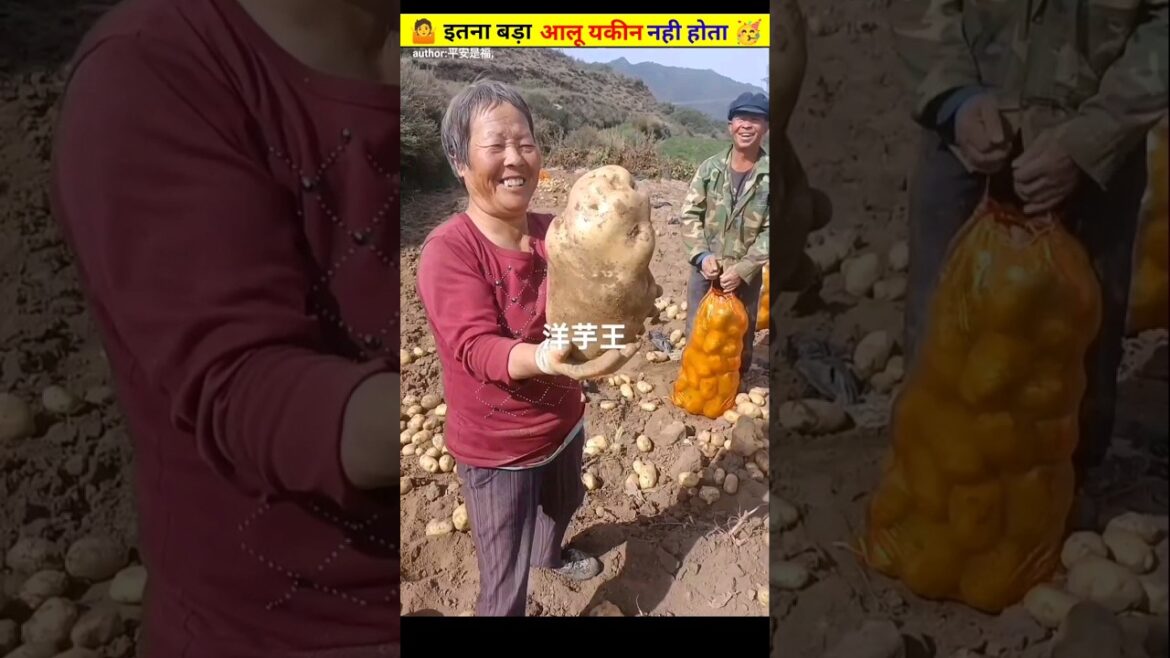 🤷 इतना बड़ा आलू यकीन नही होता 🥳  ll #villagelife ll @Fact2Fact ll #shorts