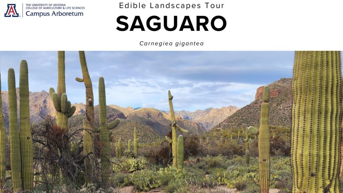 Edible Landscapes Tour: Saguaro