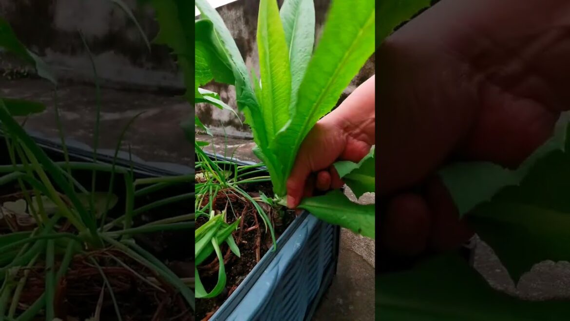 I  growing garden and vegetable by MeiMei  #shorts #garden #vegetable