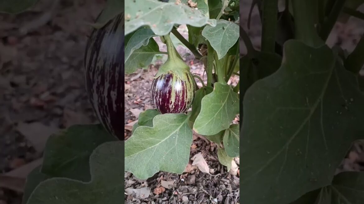 tranding winter vegetable#short#facts #shortsfeed #viral tranding winter vegetable#short#facts #shortsfeed #viral