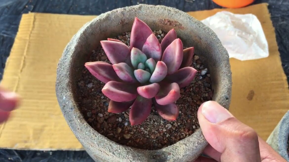 ECHEVERIA RUBY DONNA | SUCCULENT CARE TIPS