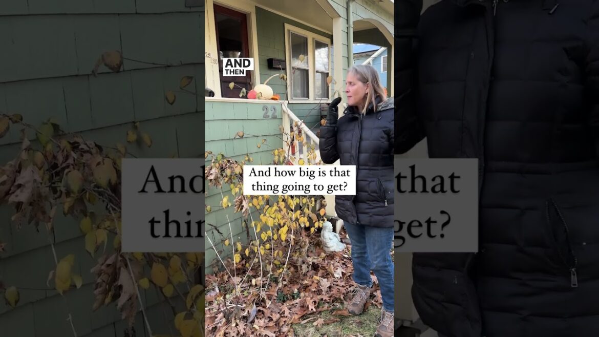 Landscape Design🌿🌳