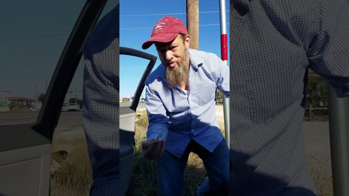 Weird Old Guy Goes Nuts For Native Edible Nightshade Seeds | Texas Cross Timbers Permaculture Weird Old Guy Goes Nuts For Native Edible Nightshade Seeds | Texas Cross Timbers Permaculture