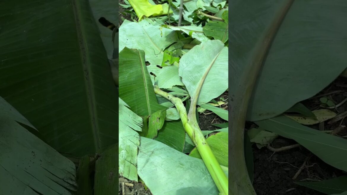 Potassium in your Garden - Permaculture Haven Gardening Tips