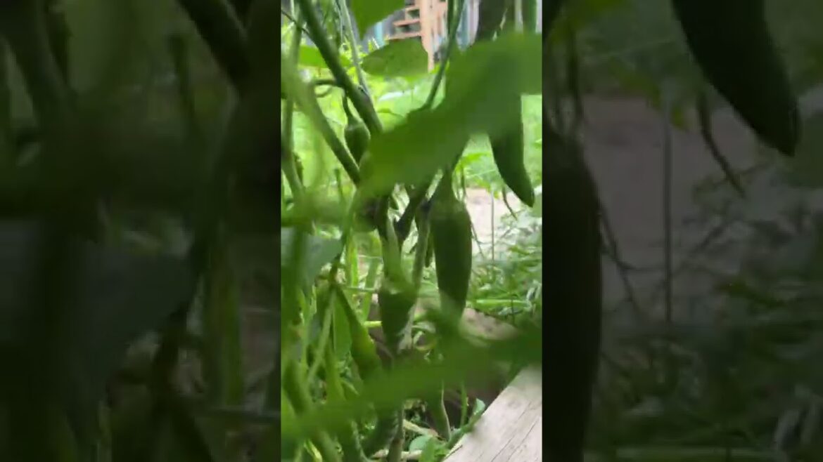Hot chilies grow backyard garden | short