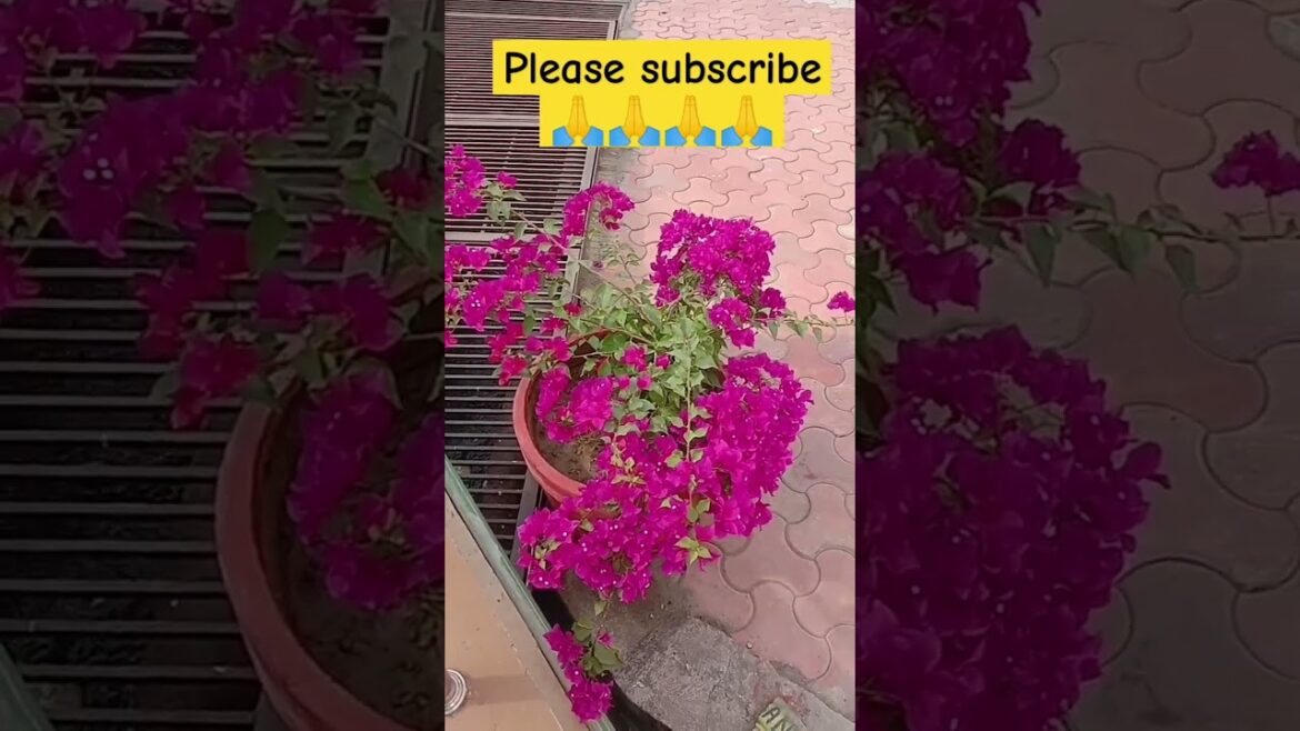 Flowers #flowers #shorts #shortsvideo #garden#beautiful