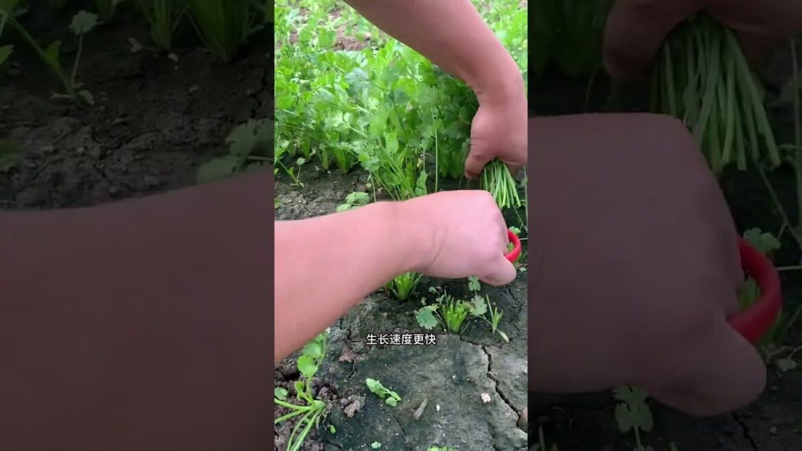 My growing garden and vegetable #shorts #garden #vegetable My growing garden and vegetable #shorts #garden #vegetable