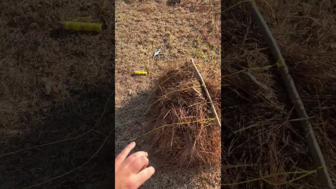 Collecting pine straw #PineStraw @goodenoughvideosandstuff  Collecting pine straw #PineStraw @goodenoughvideosandstuff 