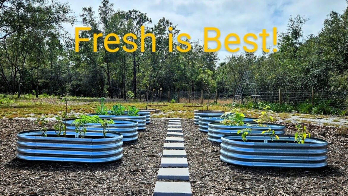 Using Raised Garden Beds to Grow Veggies! 🥦